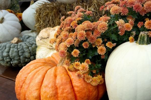 Fall Event and Vendor Trends Blog Article